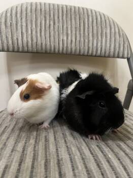 Rescue Guinea Pig Guinea Pigs for Adoption in San Diego, California - Orealia (Bonded To Auroria) | PetCurious